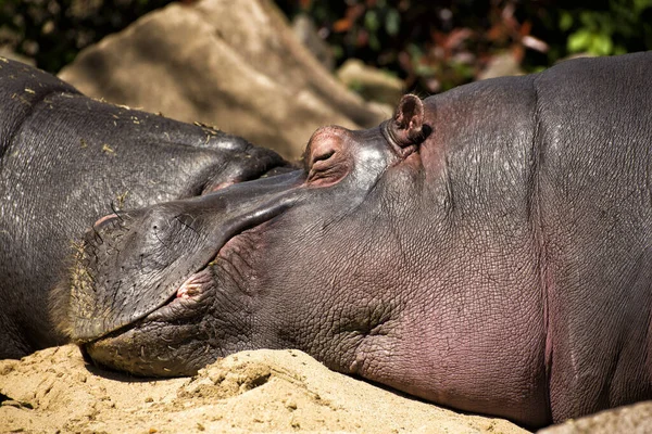 Hipopotama Hipopotama Fauny Przyrodnicze — Zdjęcie stockowe