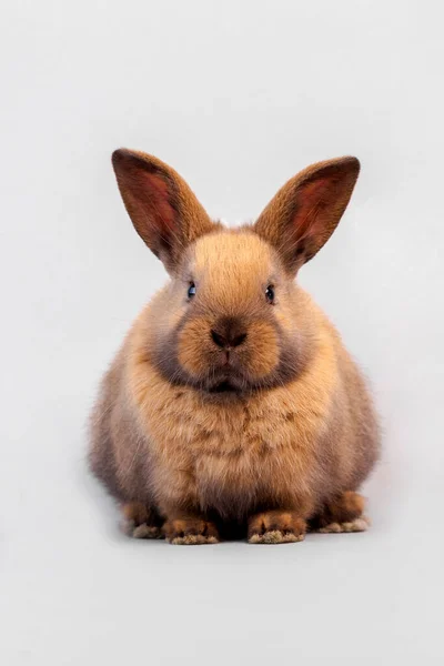 Jonge Dieren Selectieve Focus — Stockfoto