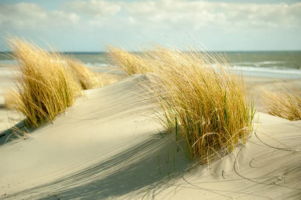 Panoramisch Uitzicht Duinen Selectieve Focus — Stockfoto