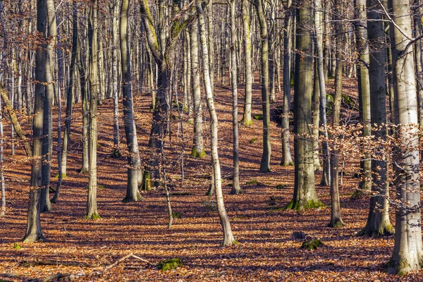 Cielo Blu Con Struttura Foresta Inverno — Foto Stock