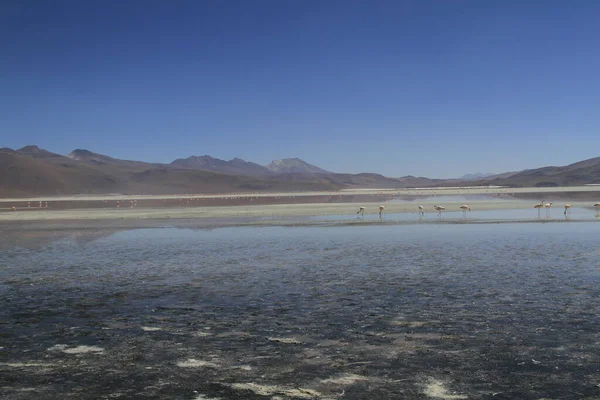 玻利维亚Uyuni Eduardo Alveroa的Flamencos — 图库照片