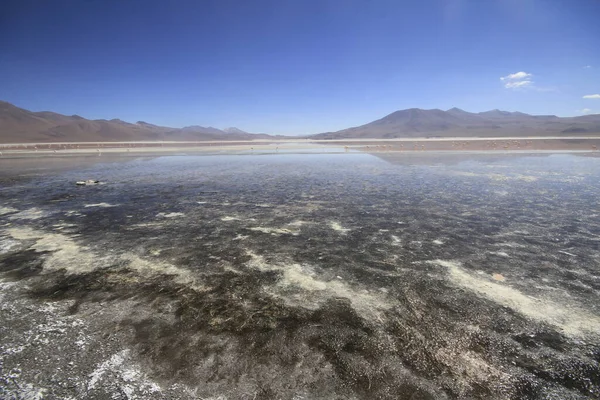 Flamenkolar Eduardo Alveroa Uyuni Bolivya — Stok fotoğraf