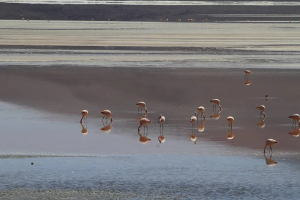 Flamencos Potosí Bolívia — Fotografia de Stock