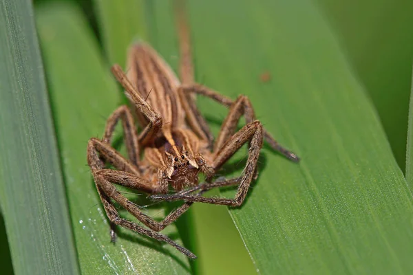 Closeup Bug Wild Nature — Stock Photo, Image