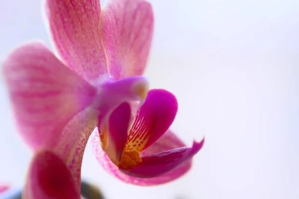 Festői Gyönyörű Színes Orchidea Virág — Stock Fotó
