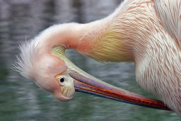 Pemandangan Indah Burung Pelican Kehidupan Liar — Stok Foto