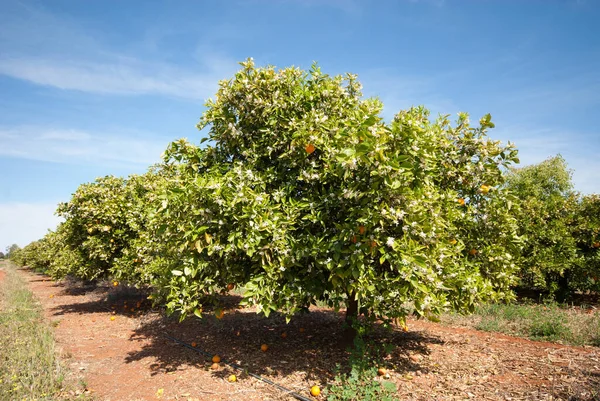 Narancs Fák Nőnek Egy Gyümölcsösben Közel Griffith Dél Wales Ausztrália — Stock Fotó