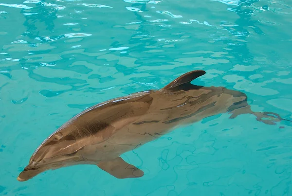 Δελφίνια Θεραπεία Για Τον Άνθρωπο — Φωτογραφία Αρχείου