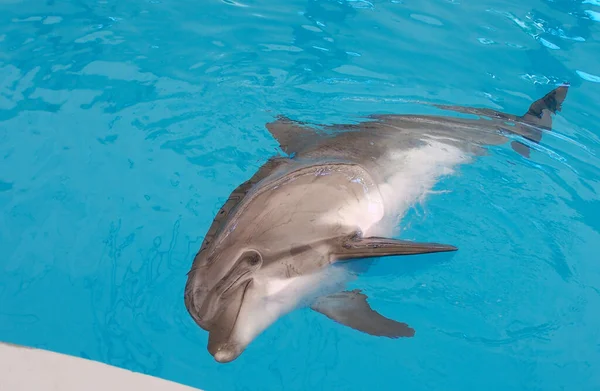 Dolphins Therapy People — Stock Photo, Image