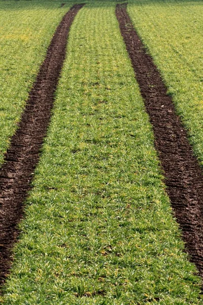 Tractorspoor Het Maïsveld — Stockfoto