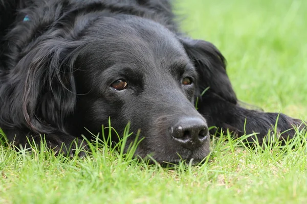 Razza Mista Cane Sammy — Foto Stock