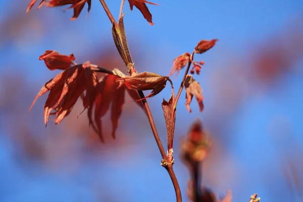 Japanischer Ahorn Mit Blättern Laub Und Flora — Stockfoto