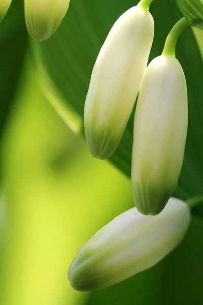 Fleur Parfumée Weisswurz — Photo