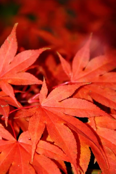 Árbol Arce Japonés Con Hojas Follaje Flora — Foto de Stock