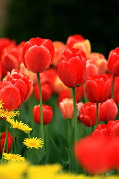 Kvetoucí Jarní Tulipány Květiny — Stock fotografie