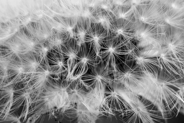 Hermosa Vista Flor Diente León Natural — Foto de Stock