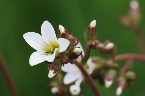 Vue Sur Belle Prairie Verte — Photo