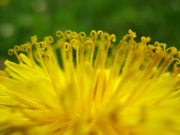 Flower Dandelion — Stock Photo, Image