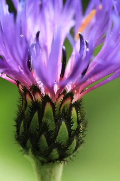 Vlokkenbloem Flora Bloemblaadjes — Stockfoto