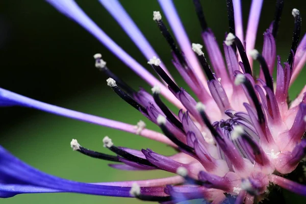 Schöne Blumen Blumiges Konzept Hintergrund — Stockfoto