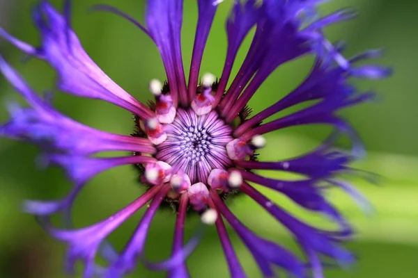 Krásný Botanický Záběr Přírodní Tapety — Stock fotografie