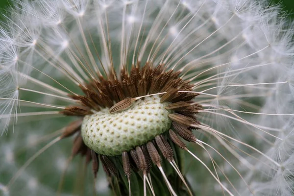 Schöne Aussicht Auf Natürliche Löwenzahnblume — Stockfoto