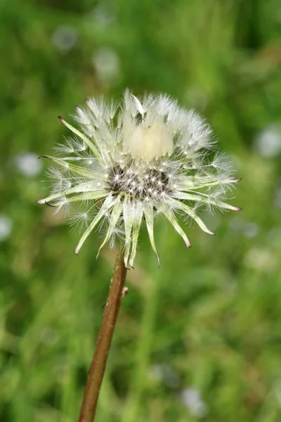 Schöne Aussicht Auf Natürliche Löwenzahnblume — Stockfoto