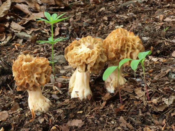 Colher Comer Morchella Esculenta — Fotografia de Stock