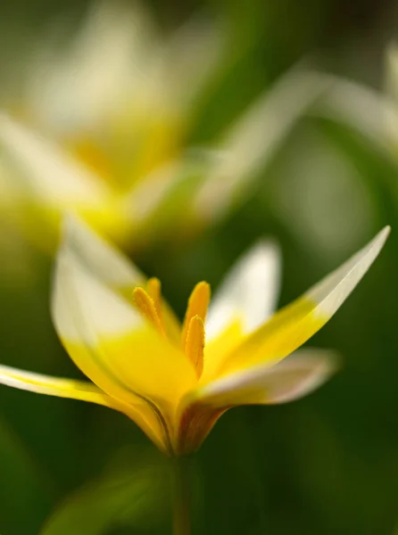 Vår Uppvaknande Blomma Tulpan — Stockfoto