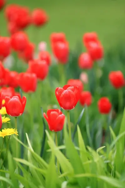 Spring Tulips Flowers Petals Flora — Stock Photo, Image