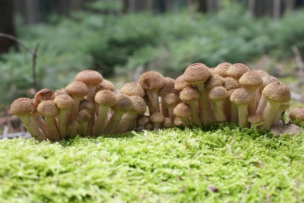 Growing Mushrooms Forest Nature Background — Stock Photo, Image
