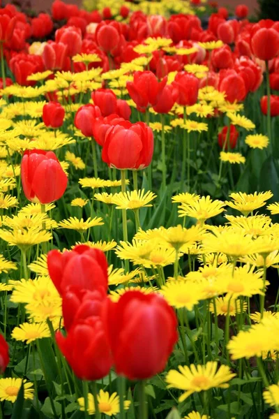 Piękne Kwiaty Tulipanów Flora Wiosną — Zdjęcie stockowe
