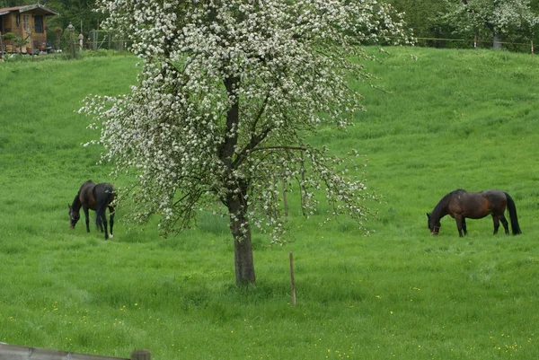 Chevaux Extérieur Jour — Photo