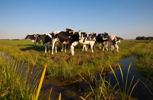 Holenderskie Krowy Łące — Zdjęcie stockowe