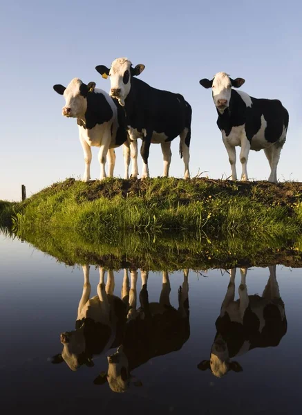 Vacas Holandesas Prado — Foto de Stock