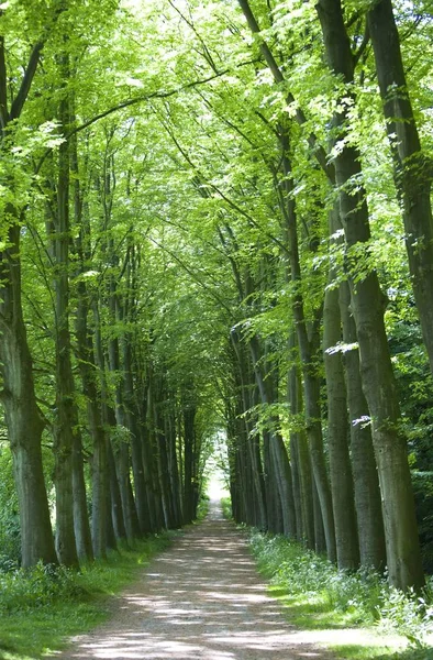 Caminho Através Floresta Neerijnen Países Baixos — Fotografia de Stock