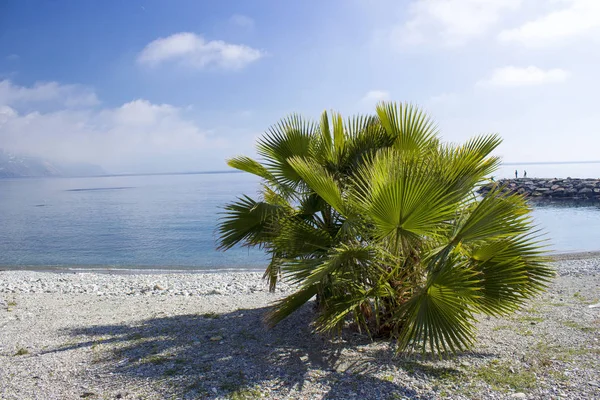 Пальмы Пляже Альмунекаре Регион Андалусия Коста Дель Соль Испания — стоковое фото