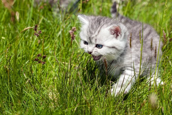 Portret Van Een Schattige Kat — Stockfoto