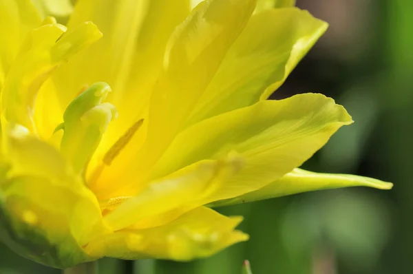 Narcisy Jasně Žluté Květy — Stock fotografie