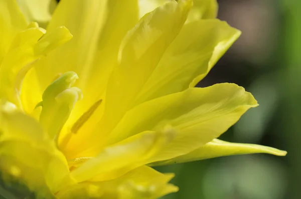 Narcisse Fleurs Jaune Vif — Photo