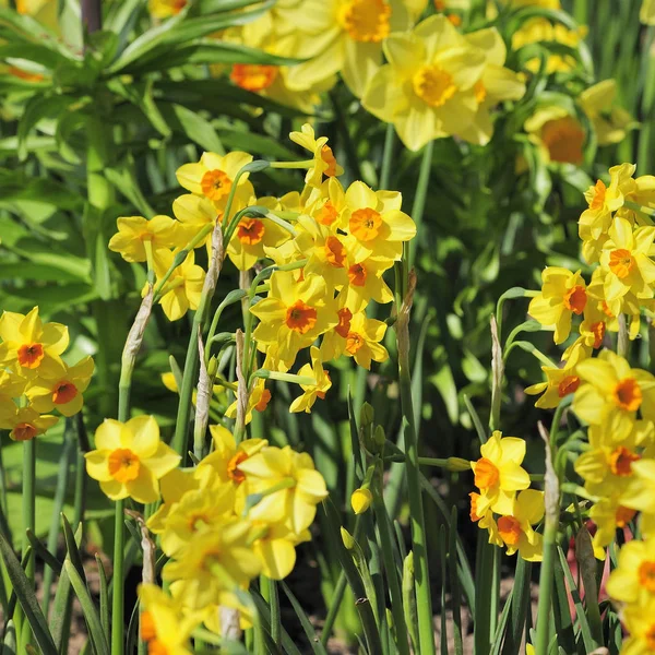 ナルシス明るい黄色の花 — ストック写真
