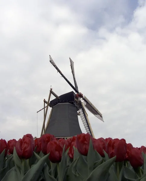 Pole Tulipanowe Holenderskim Wiatrakiem — Zdjęcie stockowe