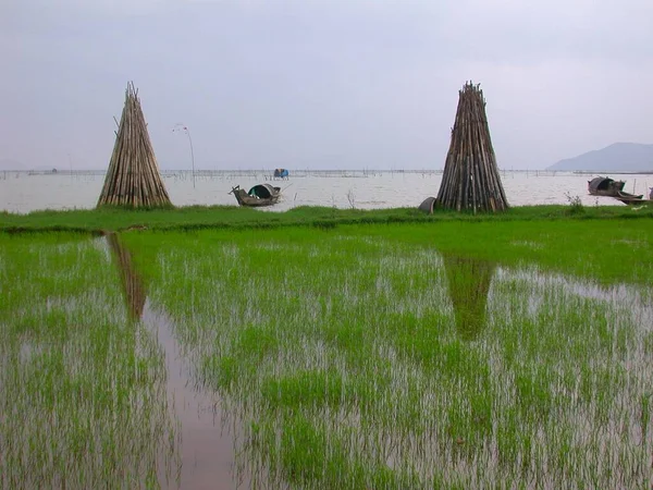 Campo Arroz Largo Costa Vietnam —  Fotos de Stock