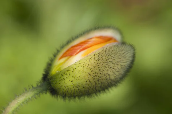 Vista Cerca Hermosas Flores Amapola Silvestre — Foto de Stock