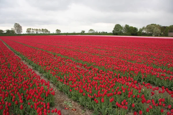 Campo Tulipani Nei Paesi Bassi — Foto Stock