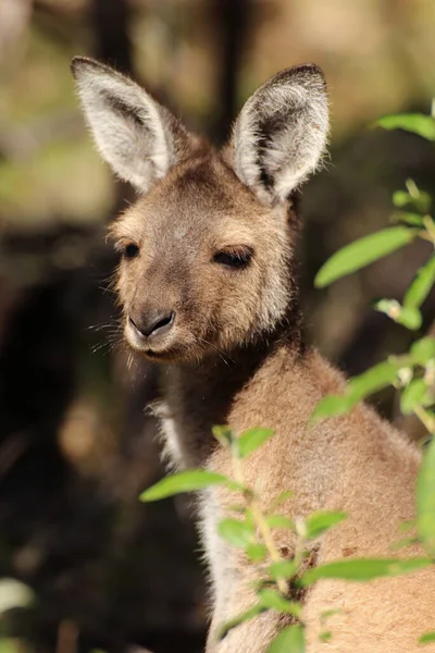 Kangoeroe Dier Australisch Dier — Stockfoto