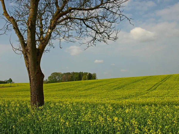 Geel Verkrachtingsveld Landbouw — Stockfoto