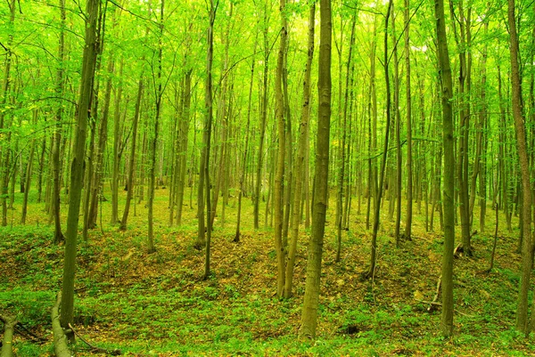 Fond Forêt Verte Dans Journée Ensoleillée — Photo