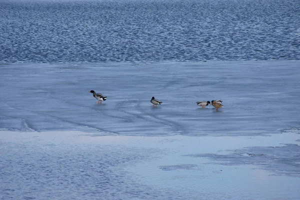 Enten Auf Einem Halb Zugefrorenen Teich — Zdjęcie stockowe