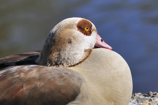 Aussichtsreiche Aussicht Auf Schöne Vögel Der Natur — Stockfoto